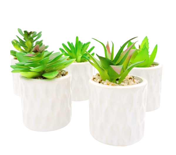 Plantas Surtidas Con Maceta De Ceramica 9x6cm
