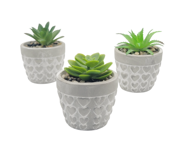 Planta Suculenta Con Maceta De Cemento 8x5cm