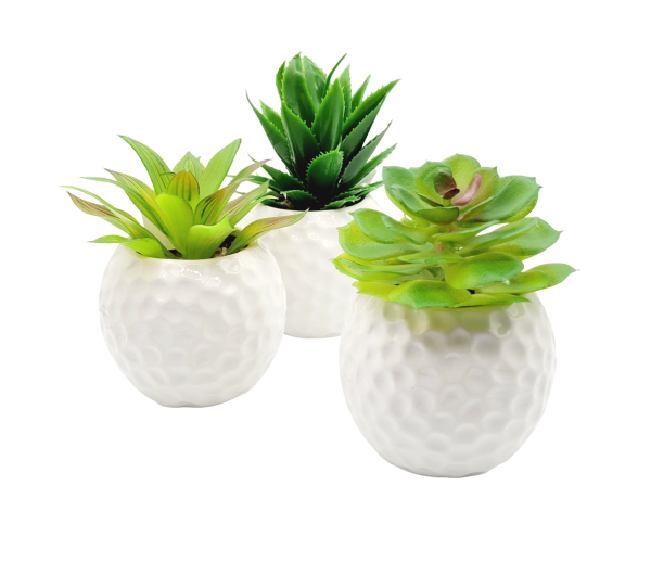 Planta Suculenta Con Maceta De Ceramica 15x8cm