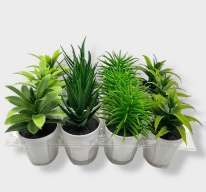 Macetas Mini Con Planta Surtida