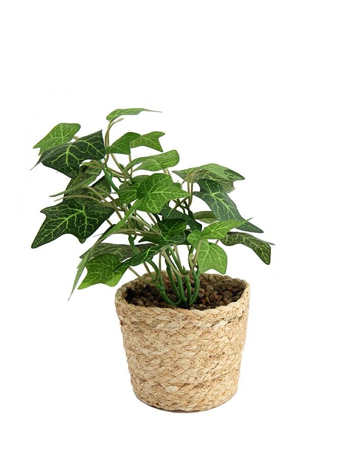 Planta Decorativa Hedera Con Maceta Fibra Natural
