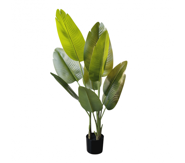 Planta Banano 120cm