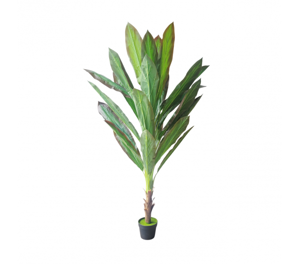 Planta Cordyline Verde 165cm