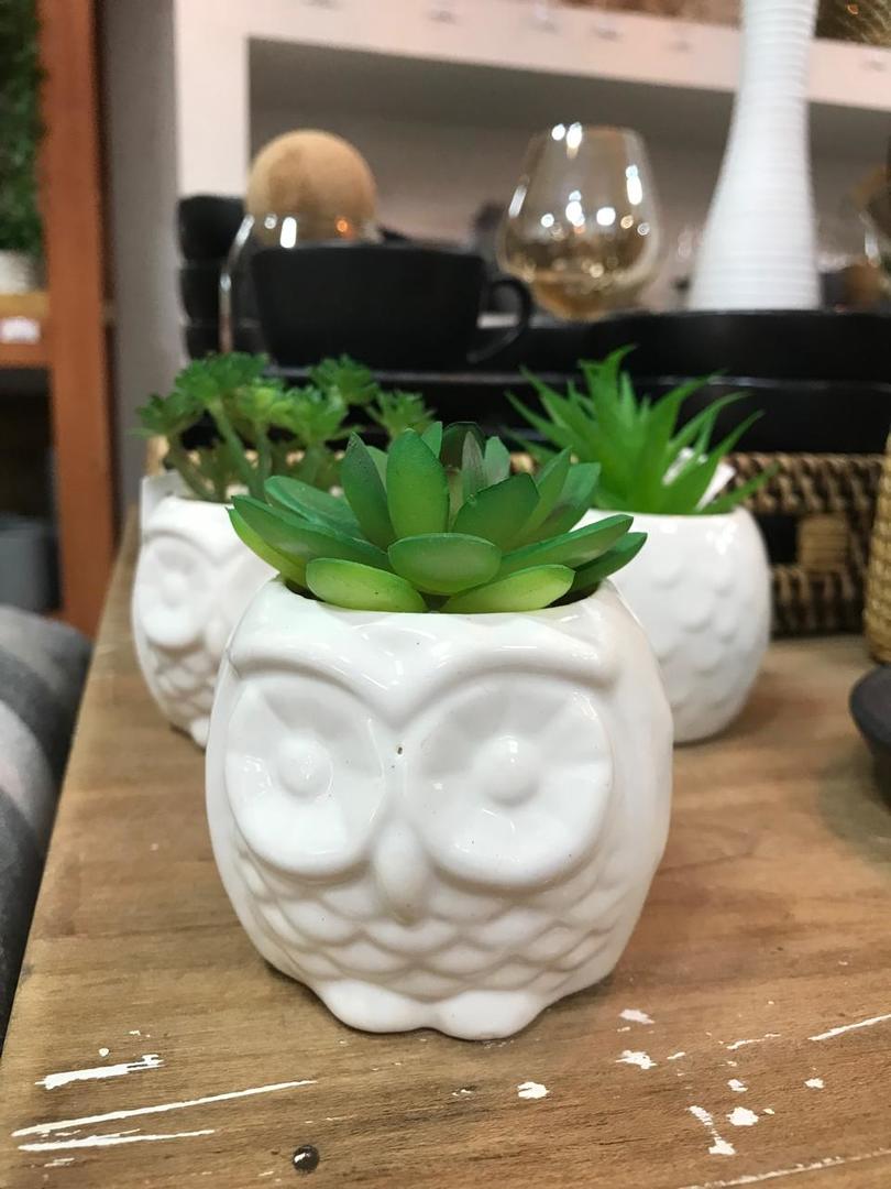 Plantitas Surtidas Con Maceta De Bucho