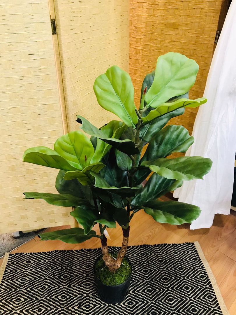 Planta Pandurata Con Maceta 90cm