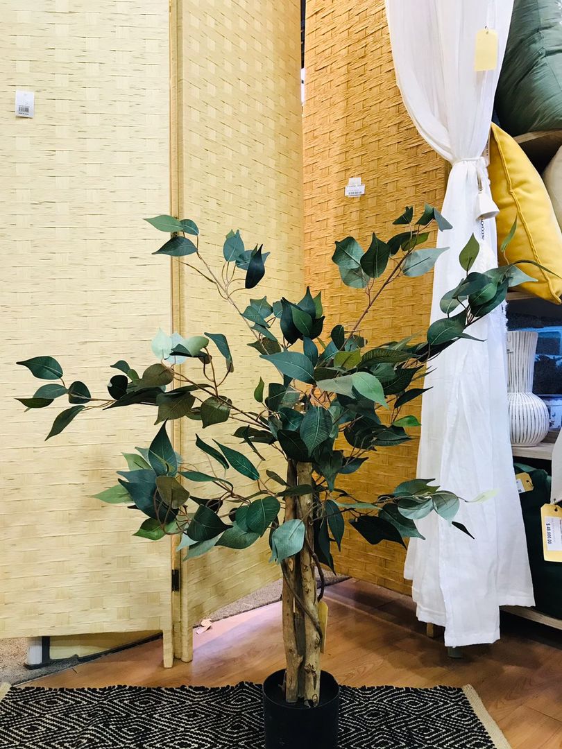 Planta Ficus Con Maceta 90cm