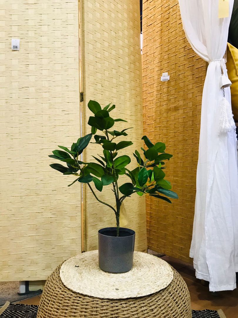 Planta Magnolia 57cm Con Maceta