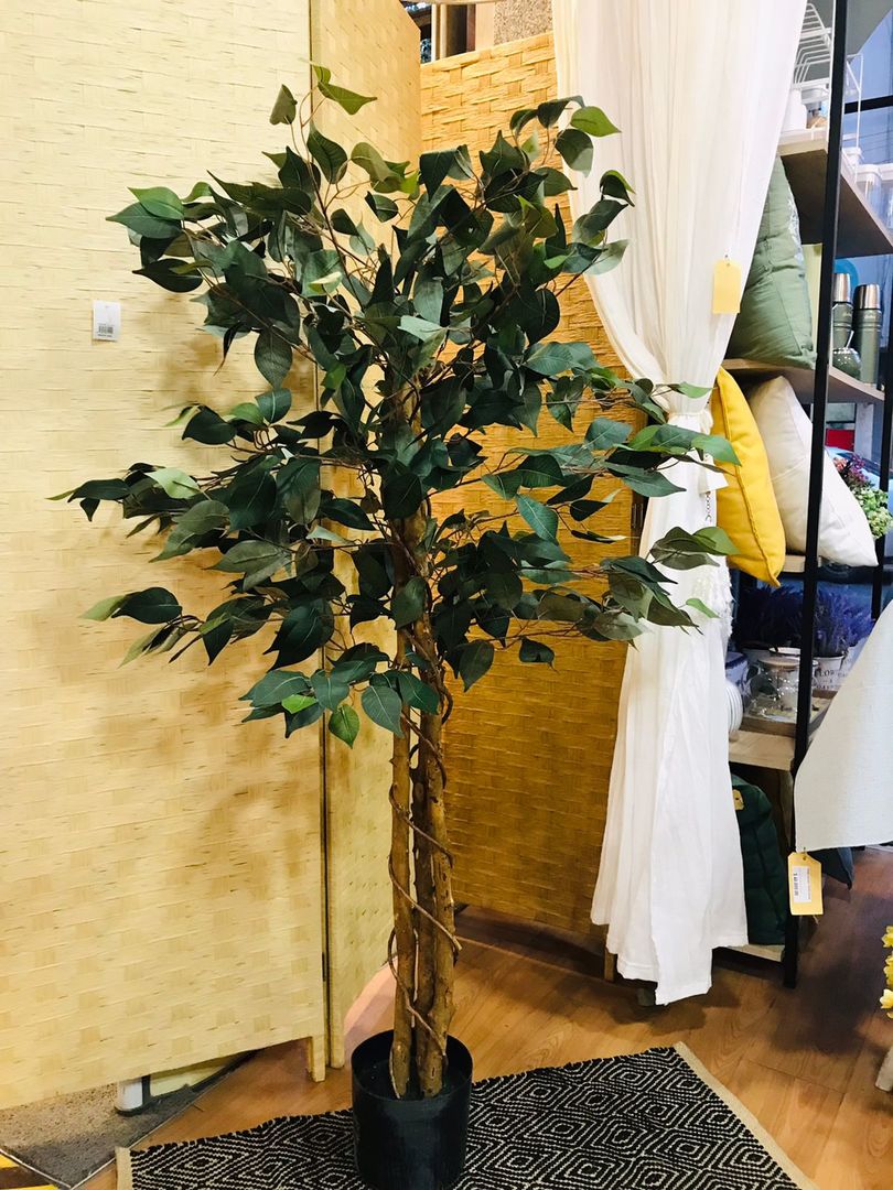 Planta Ficus Con Maceta 150cm