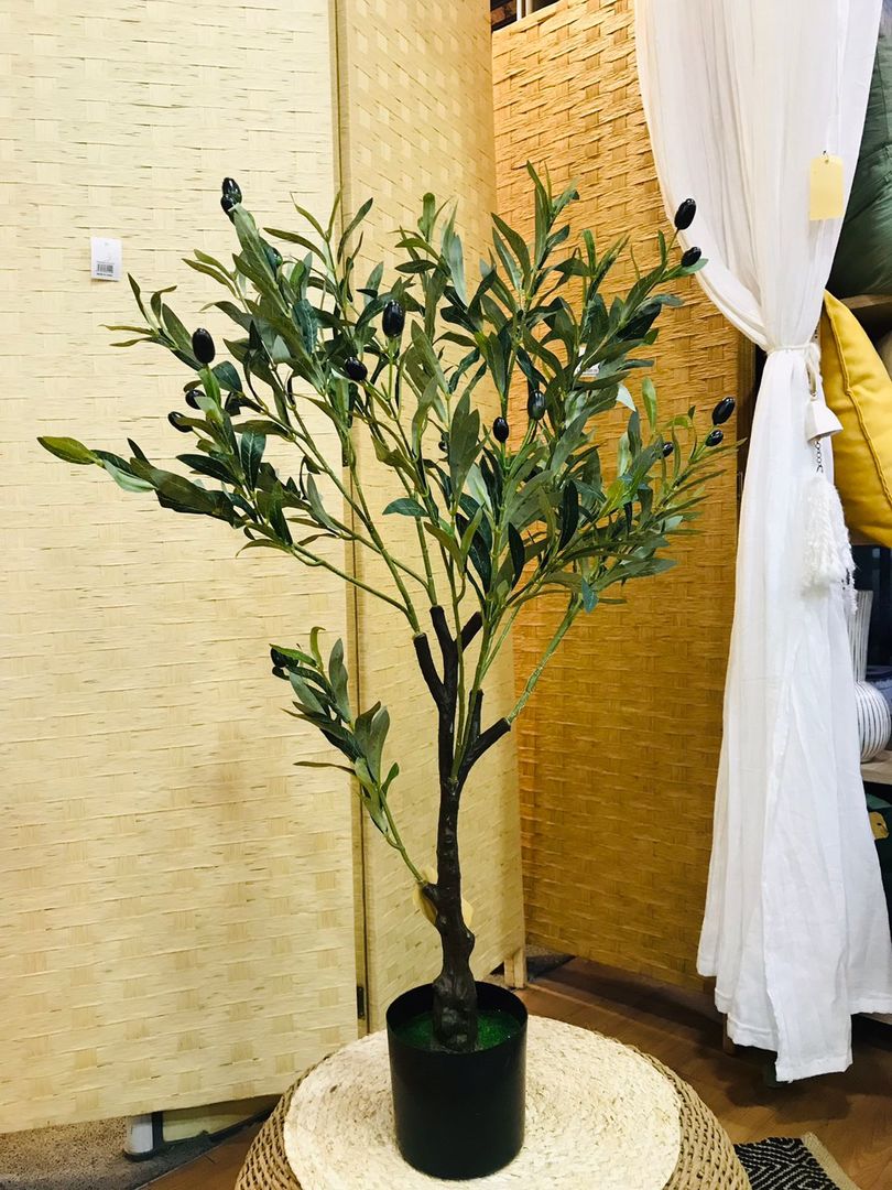 Planta De Olivo Con Maceta 90cm