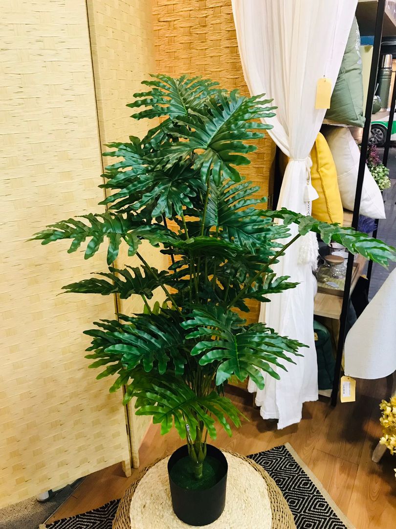Planta Monstera Con Maceta 100cm