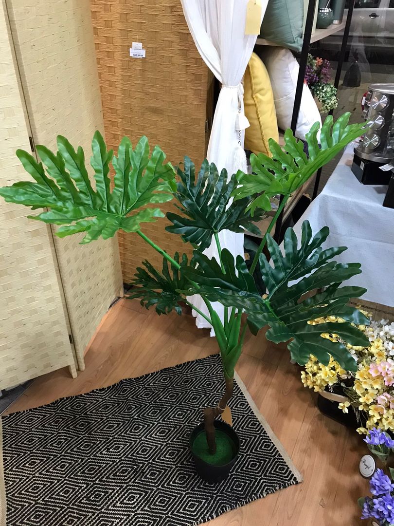 Planta Monstera En Maceta 100cm