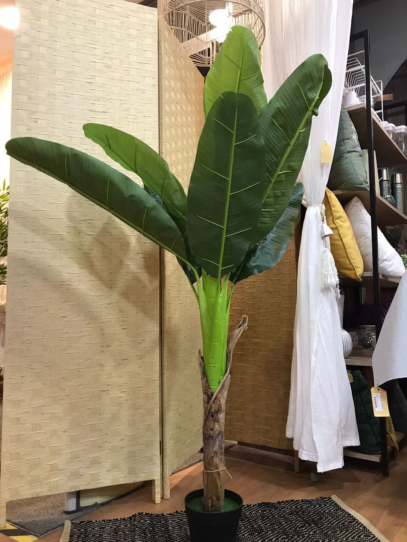 Planta Banano Tallo Grueso Con Maceta 140cm