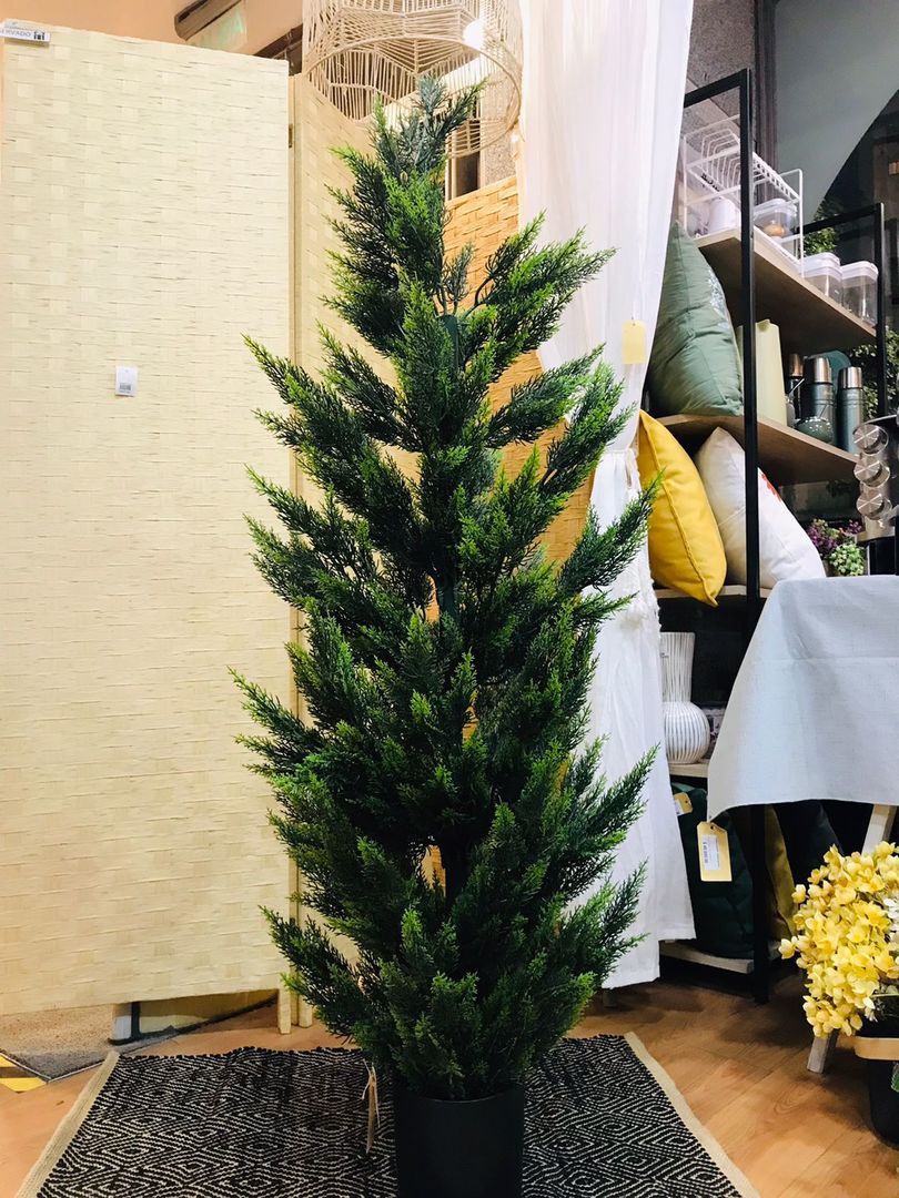 Planta Cipres Con Maceta 150cm
