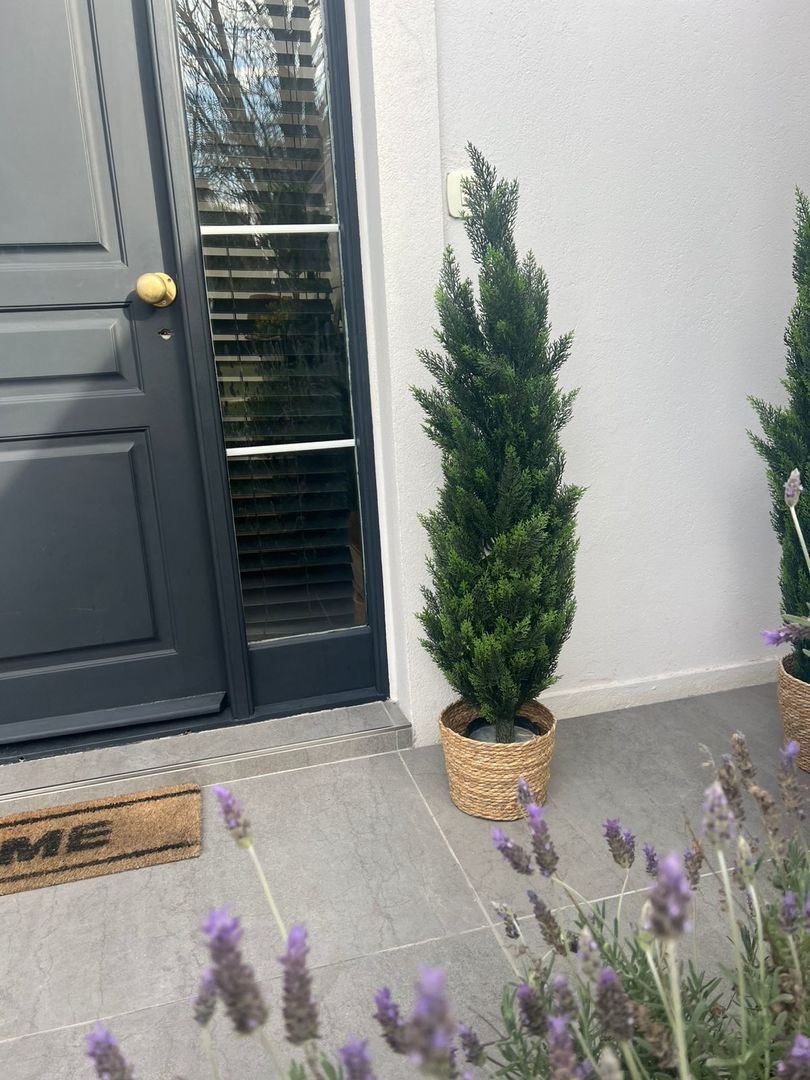Planta Cipres Con Maceta 150cm