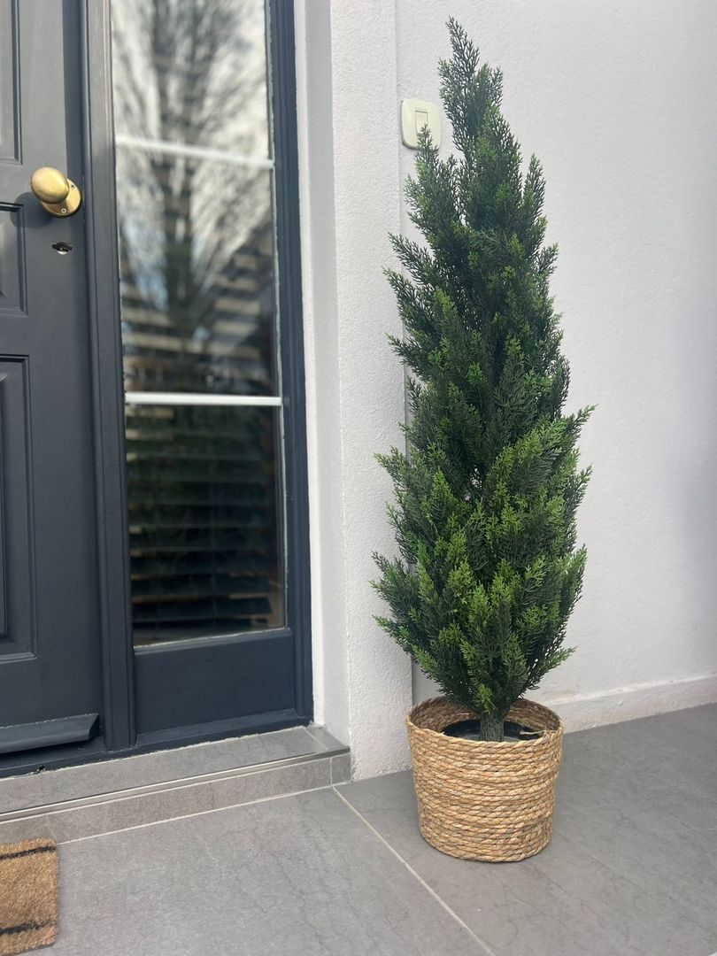 Planta Cipres Con Maceta 90cm