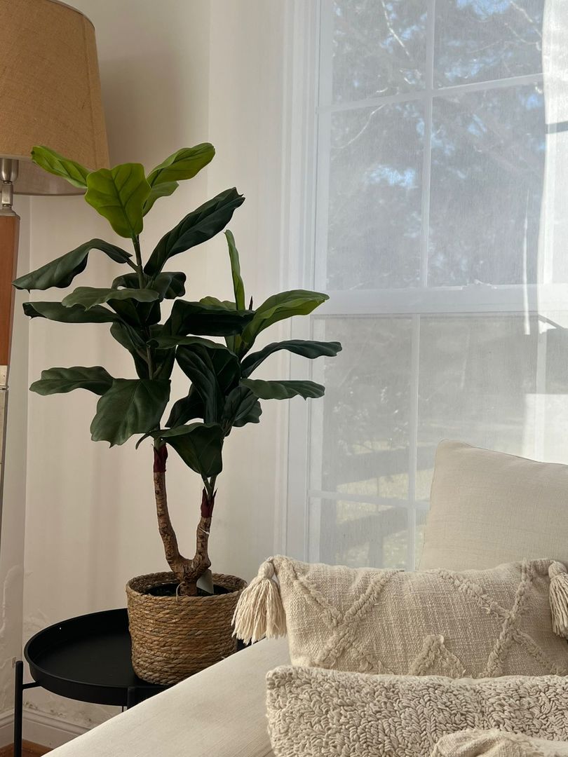 Planta Pandurata Con Maceta 90cm