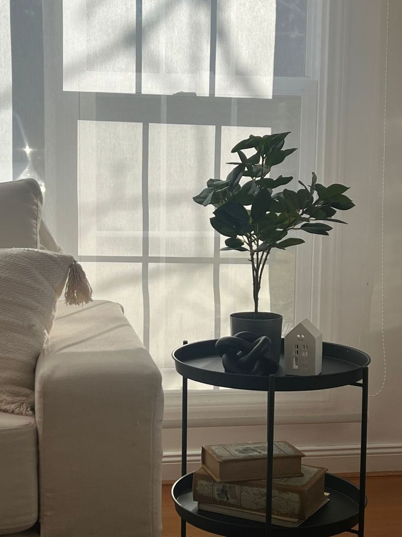 Planta Magnolia 57cm Con Maceta