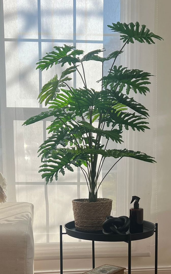 Planta Monstera Con Maceta 100cm