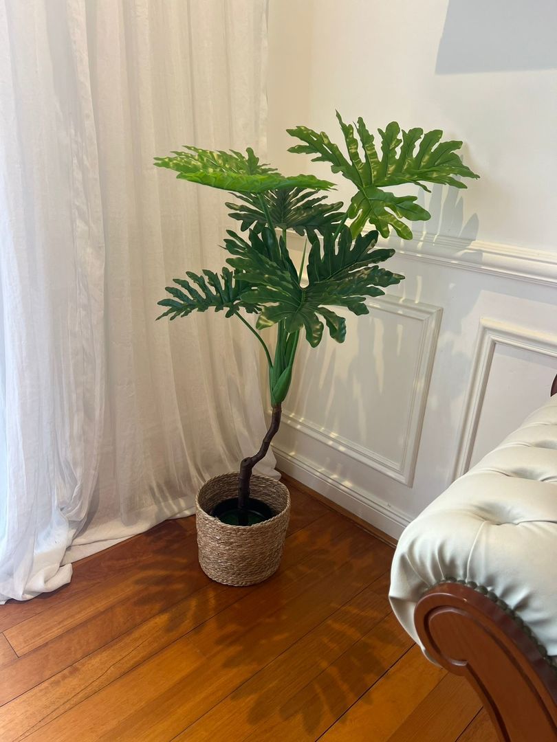 Planta Monstera En Maceta 100cm